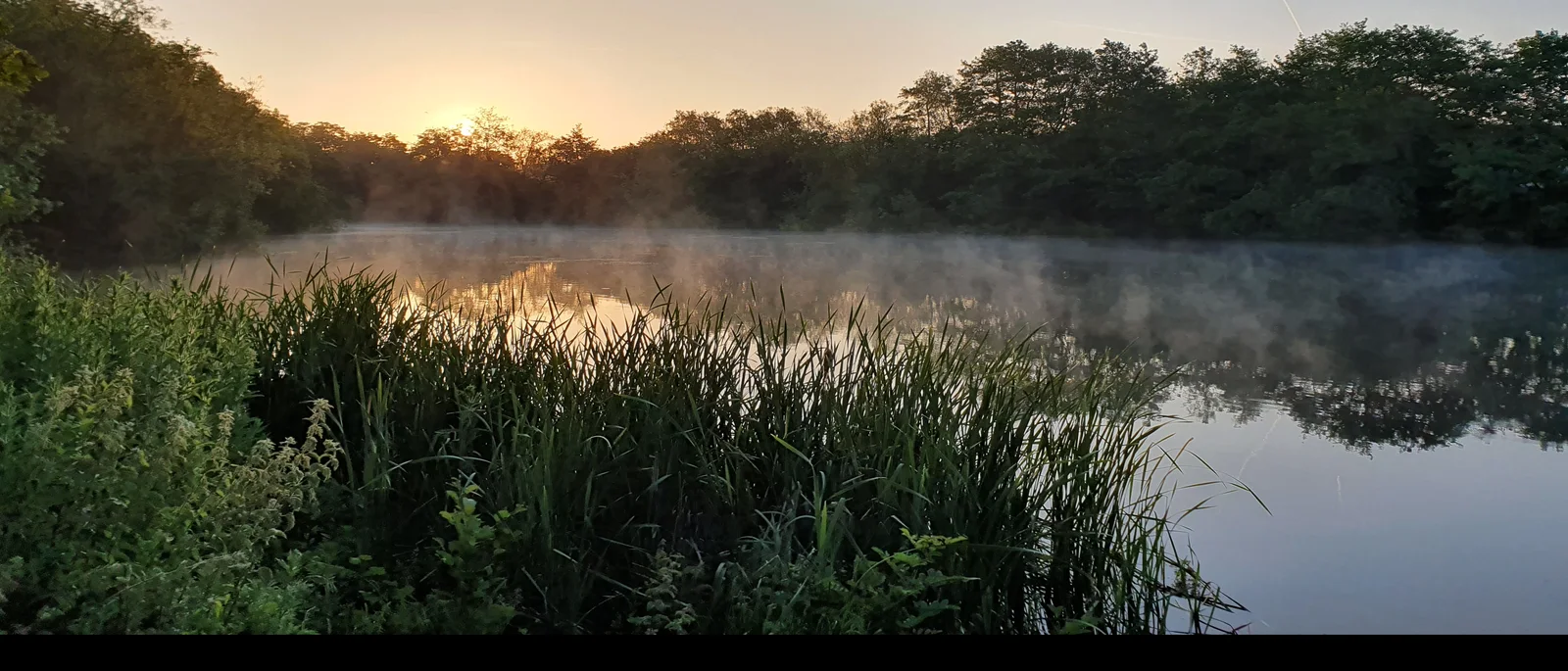 Mist lifting off a lake at sunrise, with reeds in the foreground